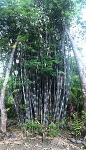 Our exotic tropical gardens are amazing