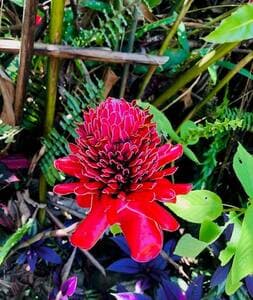 Flowers exploding everywhere!