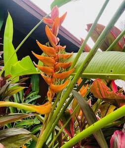 The variety of plants is truly amazing!