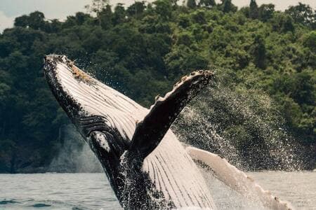 We can book a whale tour for you!