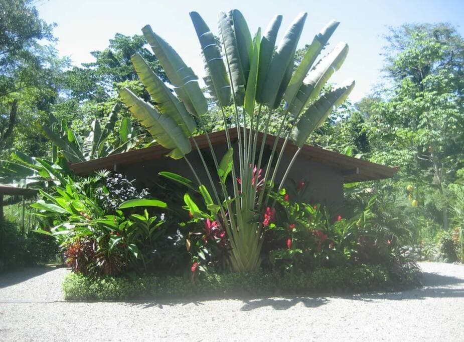 Our enchanted nature lodge is a massive tropical garden providing an oasis for the exotic birds