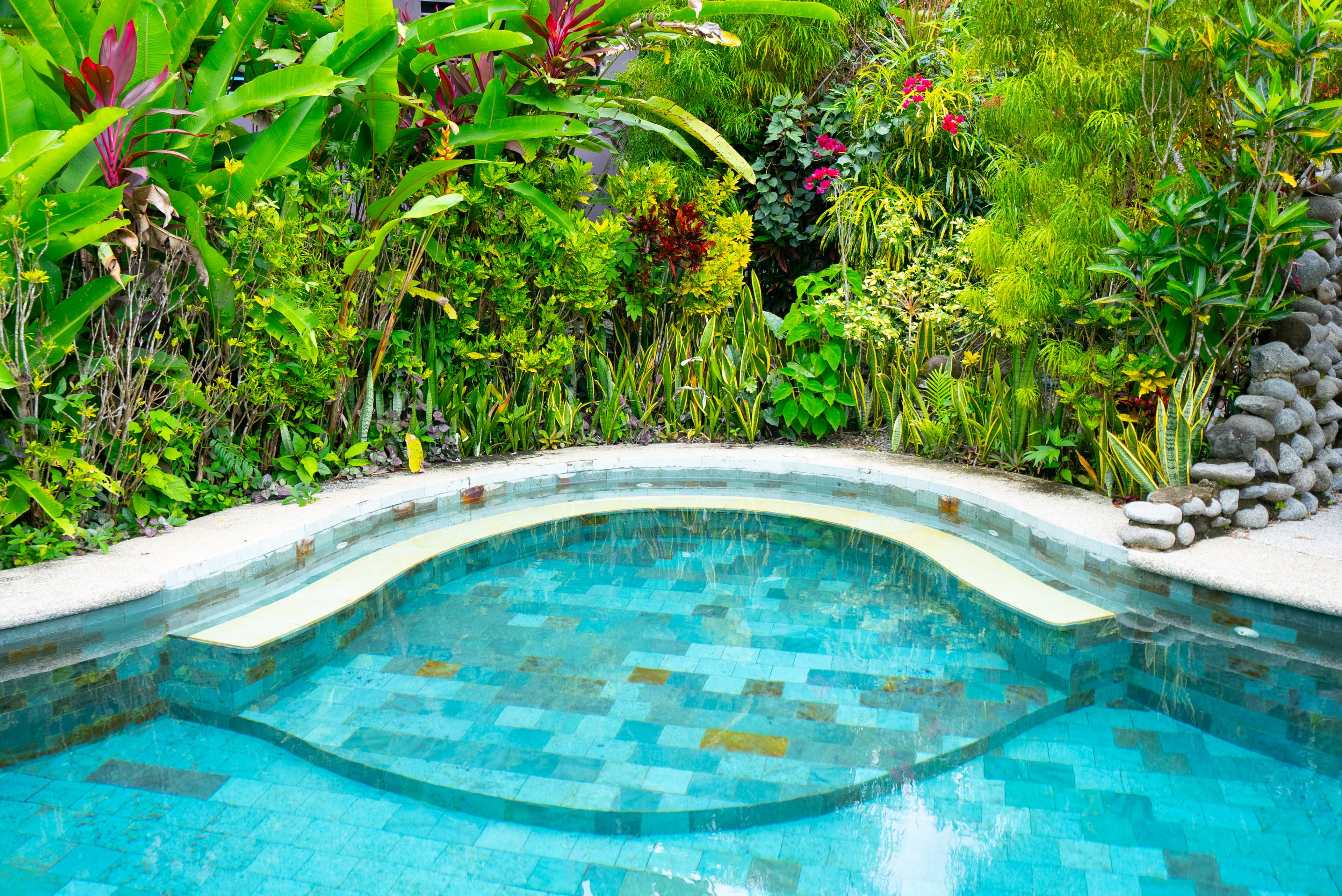 Swimming pool is the perfect place for birdwatching and monkeys
