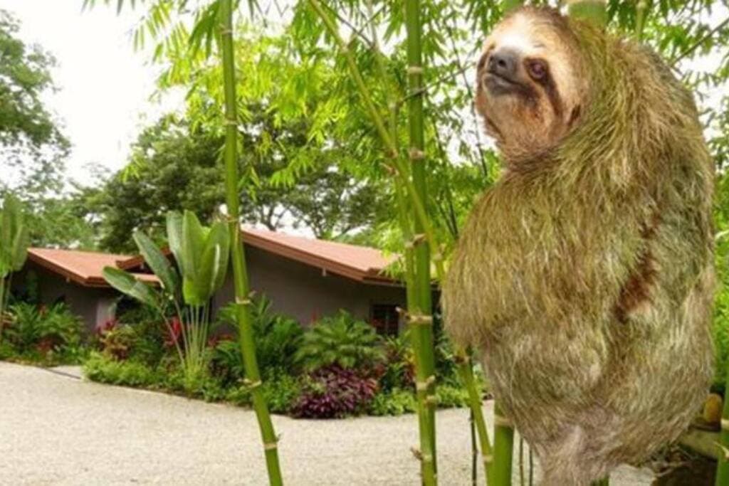 We have planted with the goal of attracting exotic birds and animals