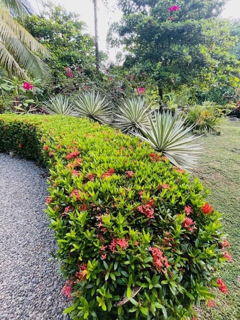 Bushes and tropical jungle at Casitas Del Rio Riverfront Nature Lodge
