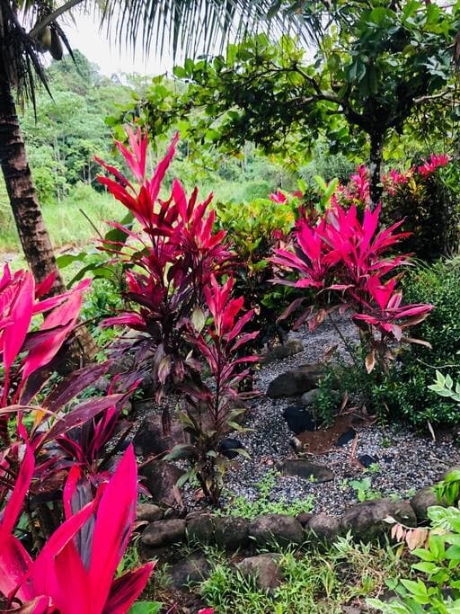 Beautiful tropical plants at every turn.