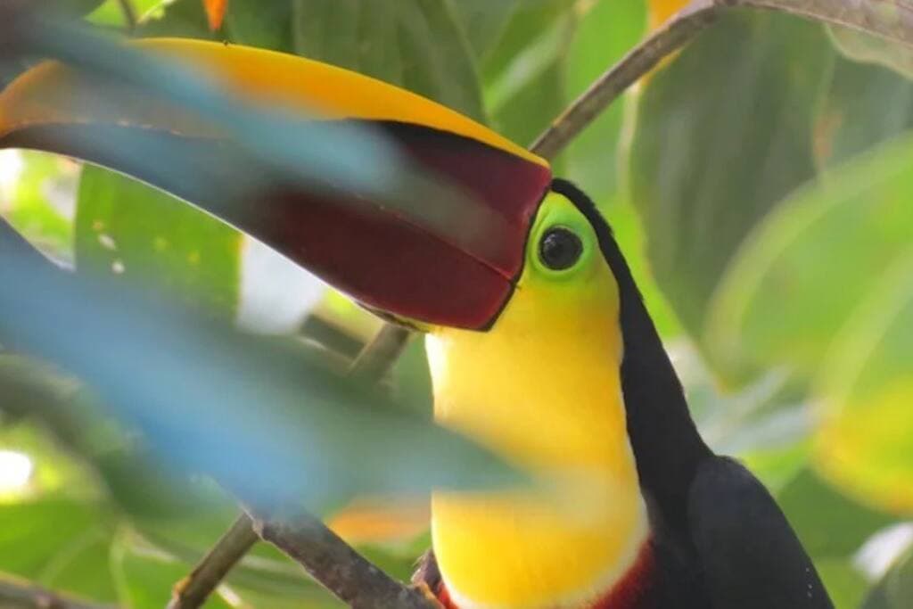 4 different kinds of Toucans are commonly seen at Casitas Del Rio