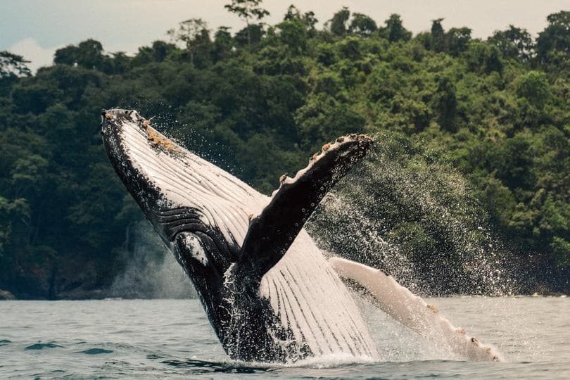 Whales at Casitas Del Rio Riverfront Eco-Lodge