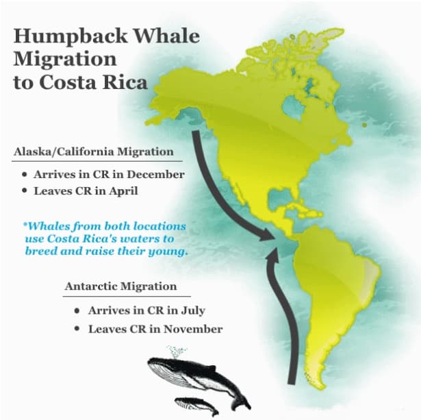 Whale Migration Season