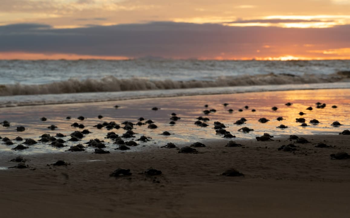 Turtles everywhere