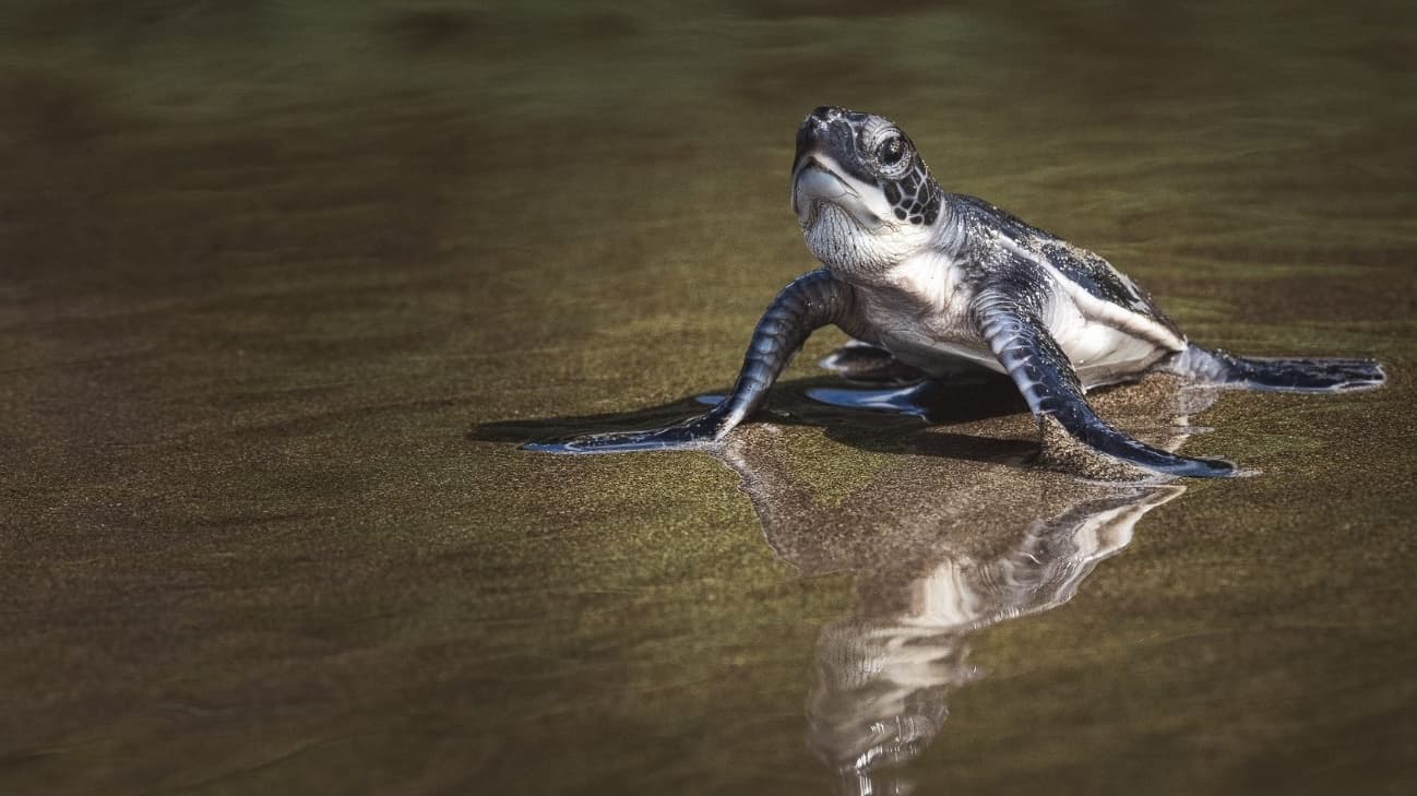 Turtle conservation project