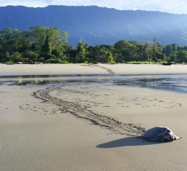 Reserva Playa Tortuga