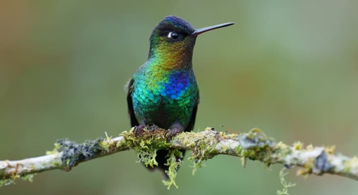Fiery throated hummingbird