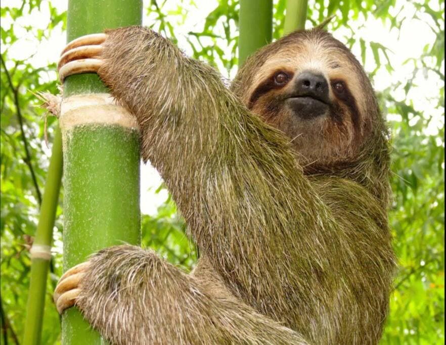Surrounded by a protected nature park, hiking trails, sloths, toucans, parrots, and more!