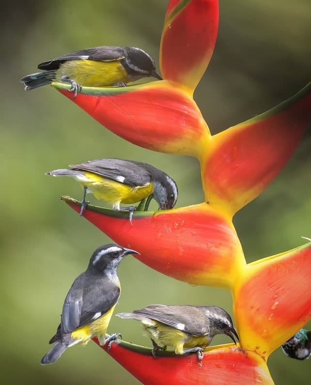 Our amazing gardens attract hundreds of exotic birds!
