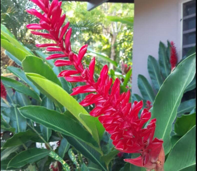 Our tropical gardens are bursting with flowers