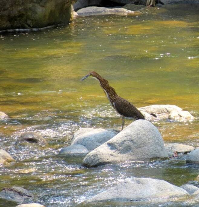 Casitas Del Rio is a birdwatchers paradise.  The river and our fruit trees attract hundreds of birds