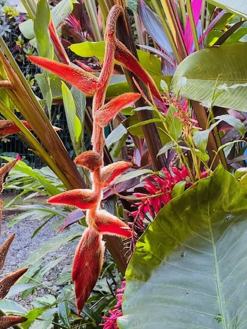Exotic plants and tropical jungle at Casitas Del Rio Riverfront Nature Lodge