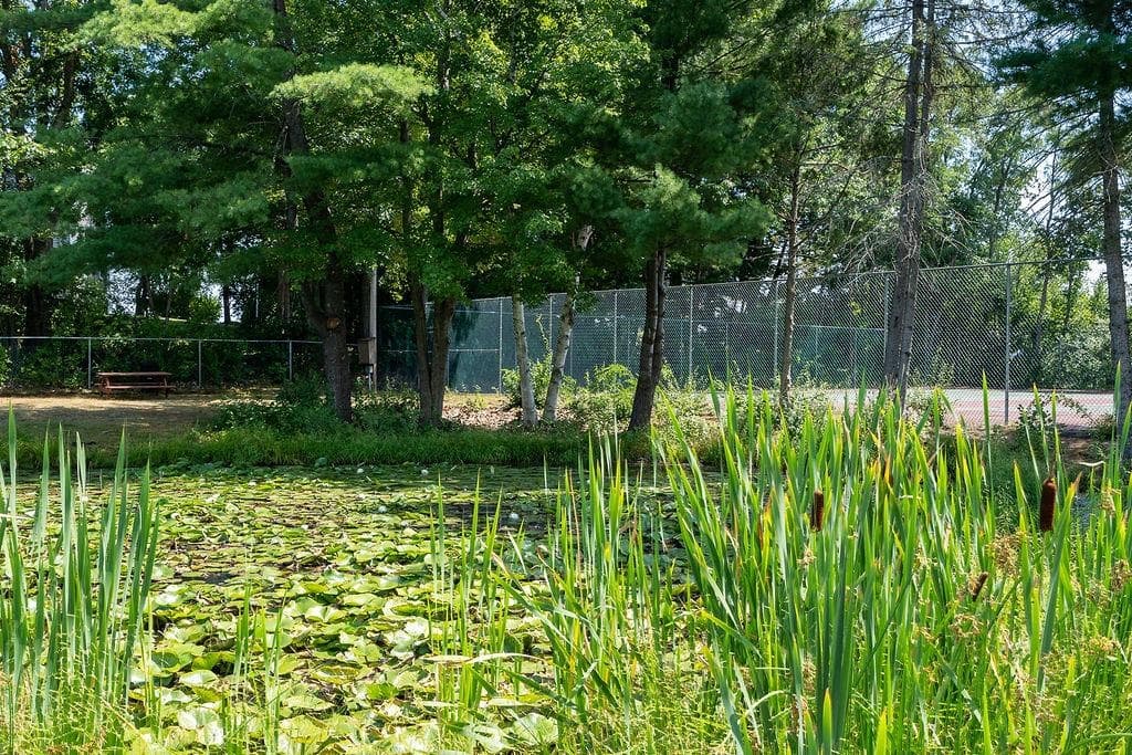 Frog Pond