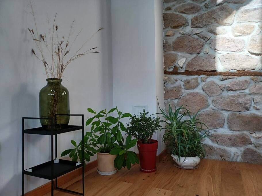 Plants in living room