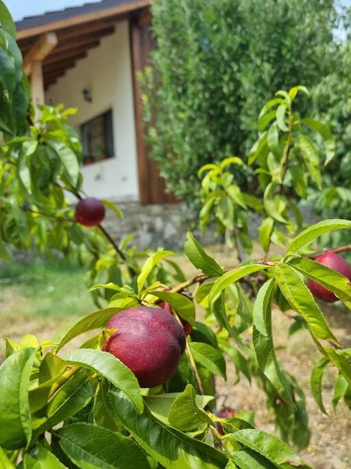 Fruits in summer