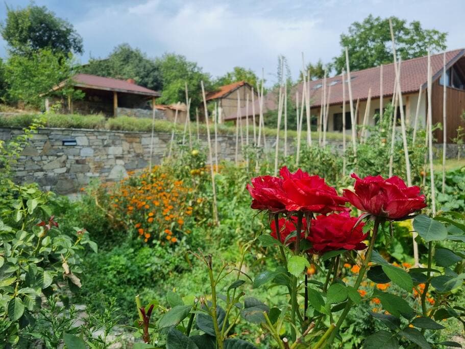 Roses