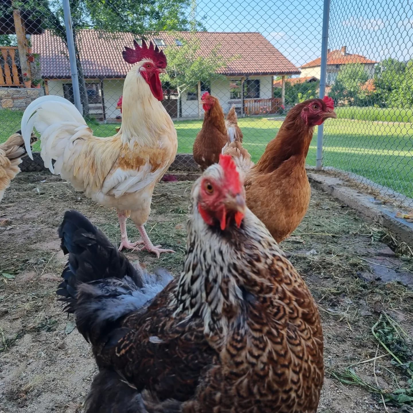 Chickens