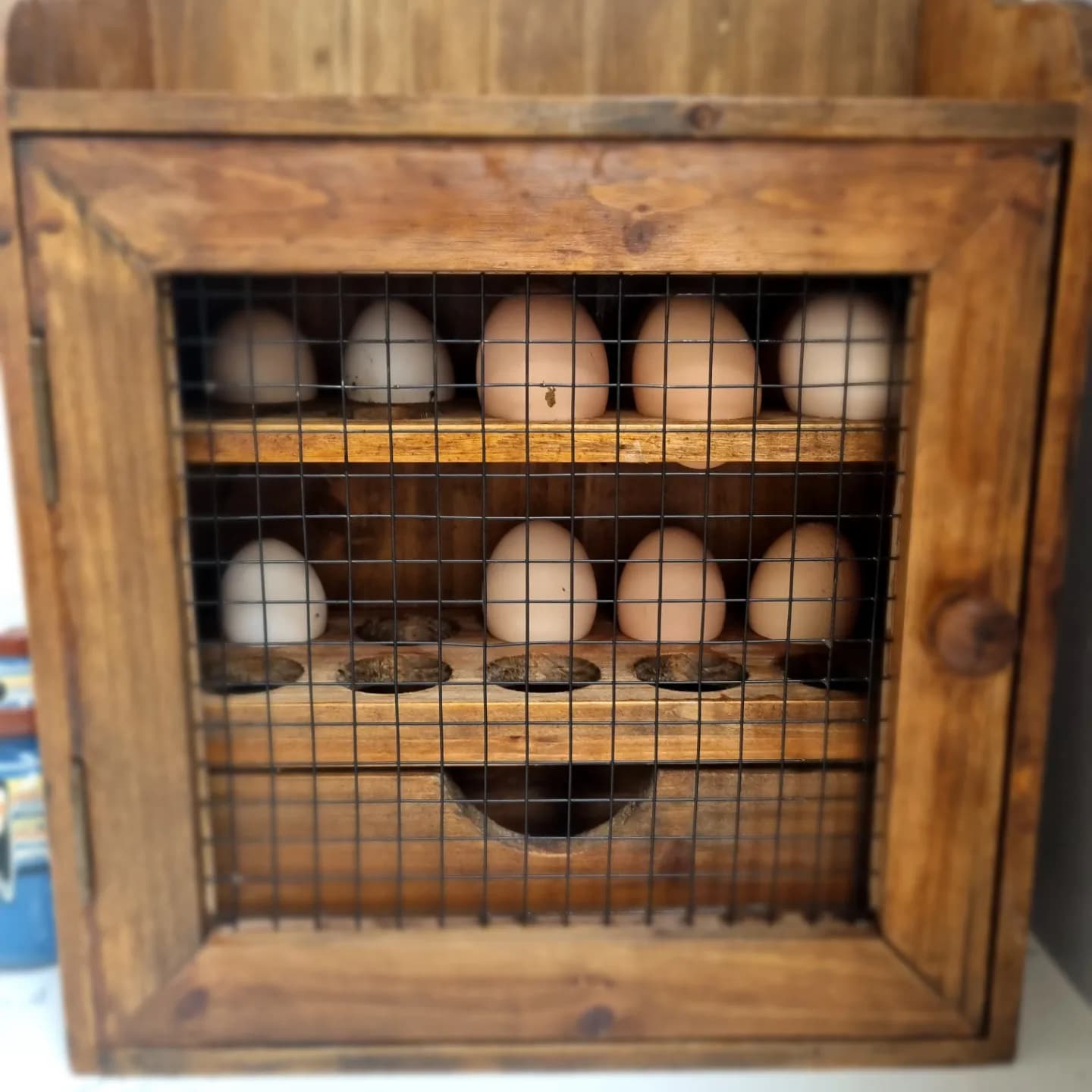 Fresh eggs in the egghouse