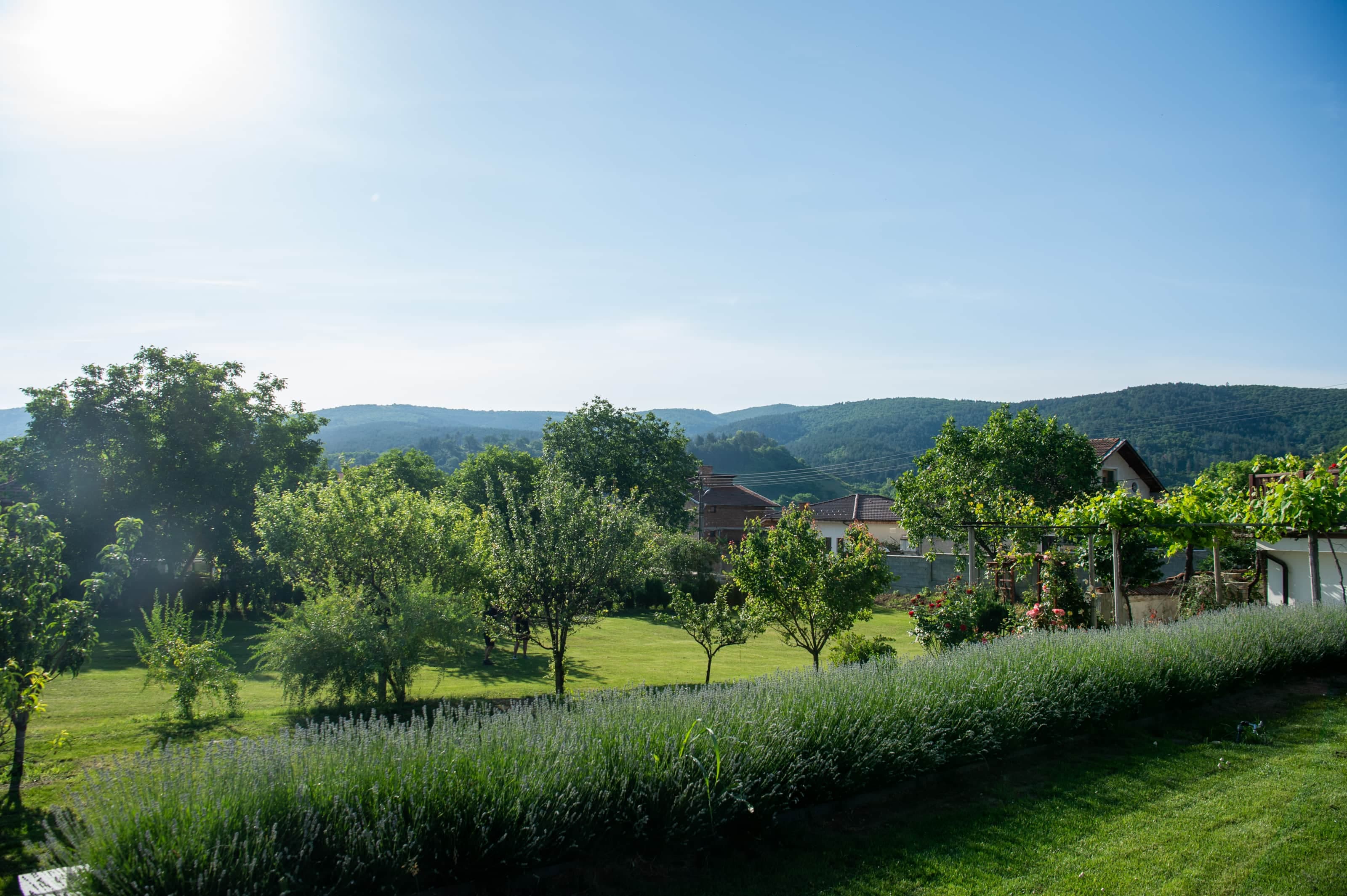 Fruit trees and bottom lawn
