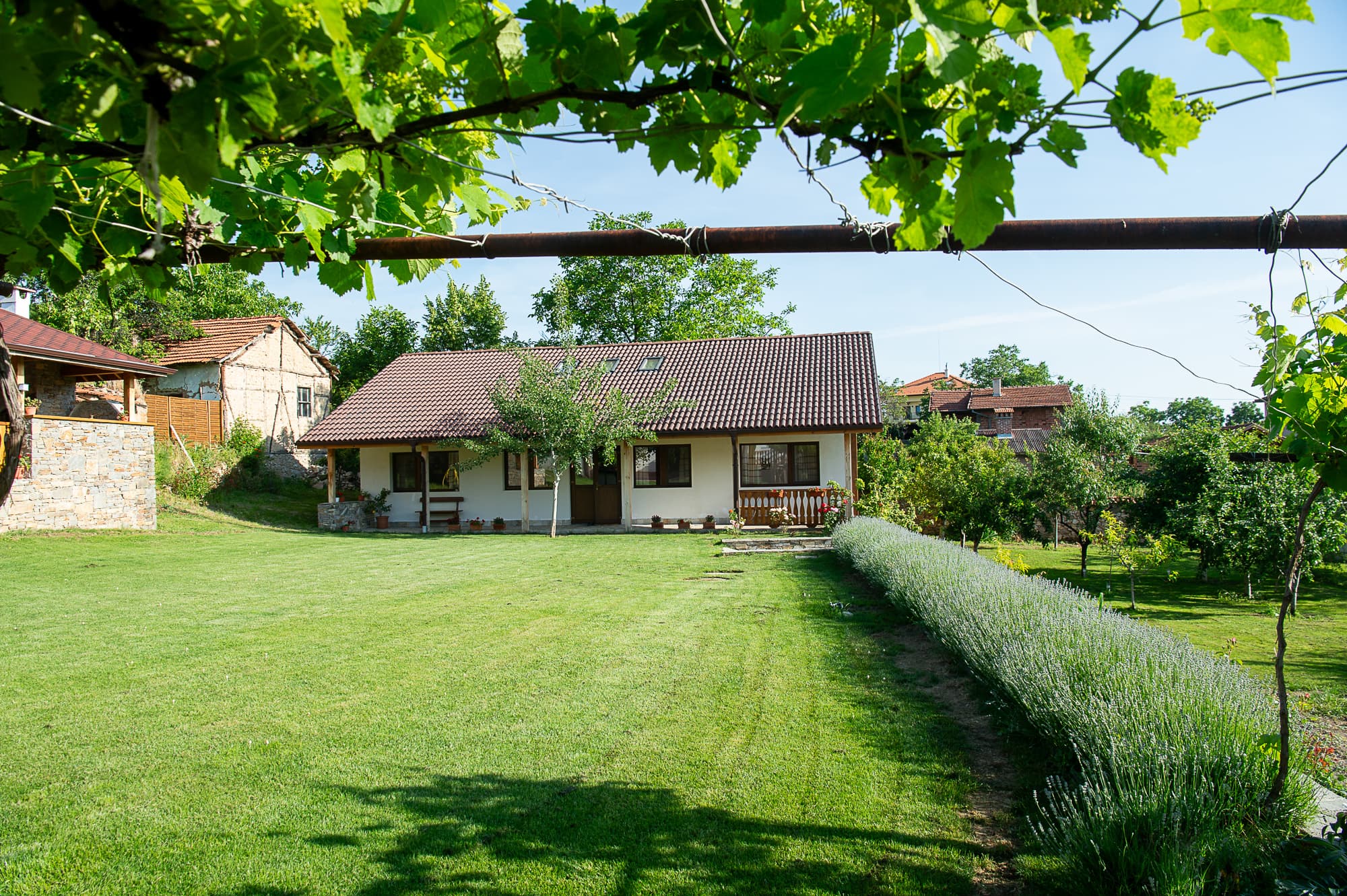 Top lawn and lavenders 