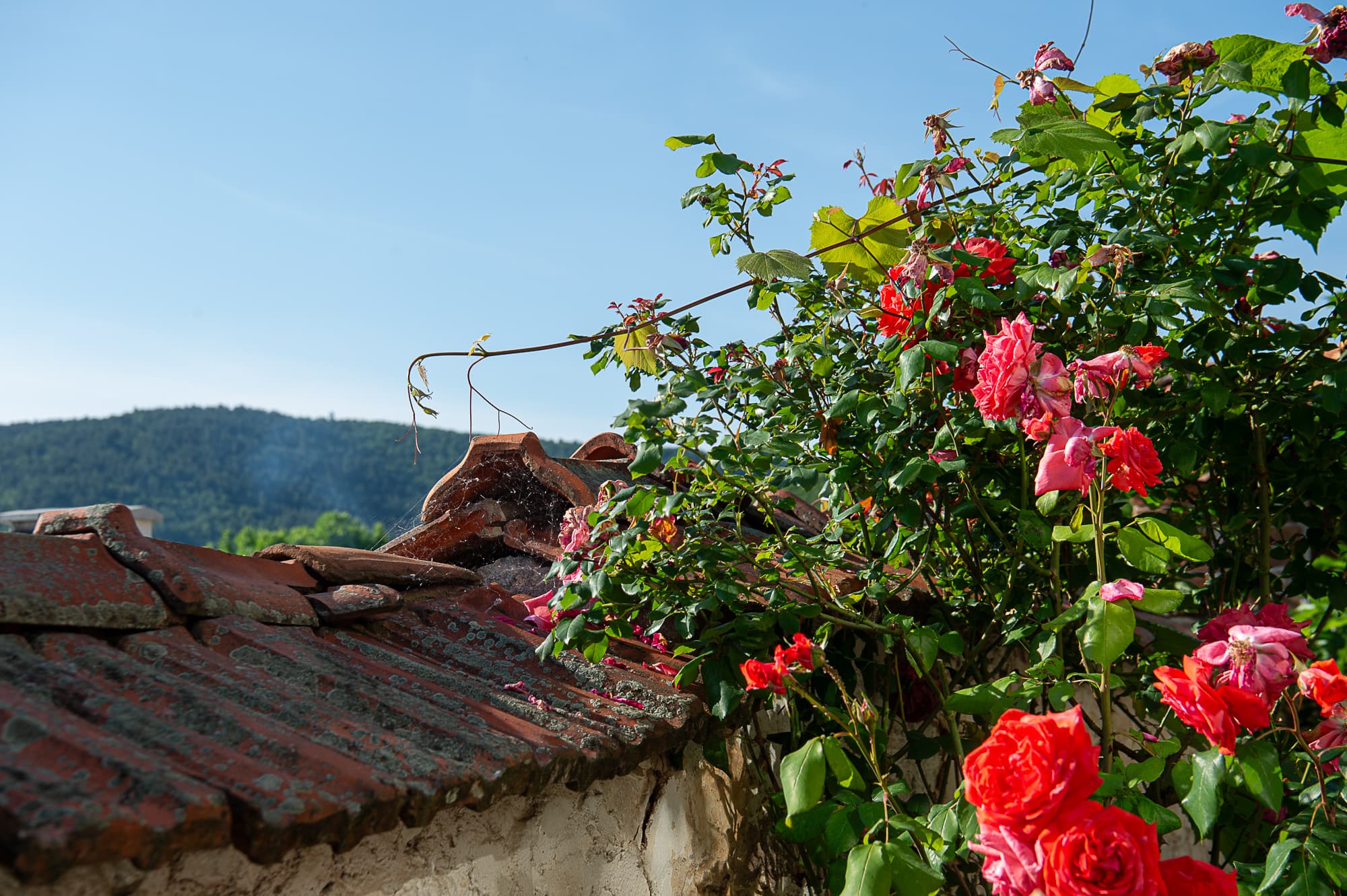 Roses in May
