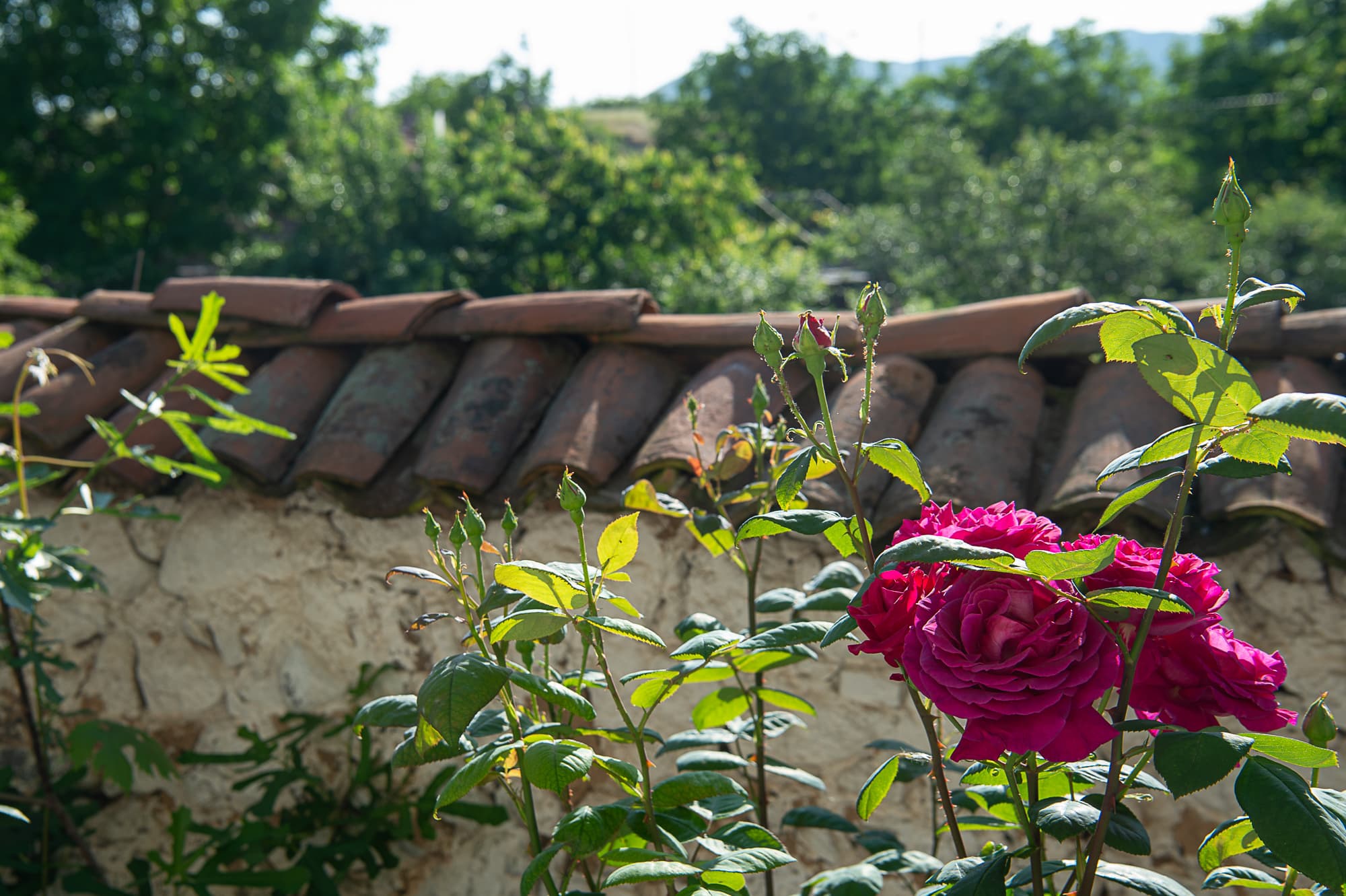 Roses in May