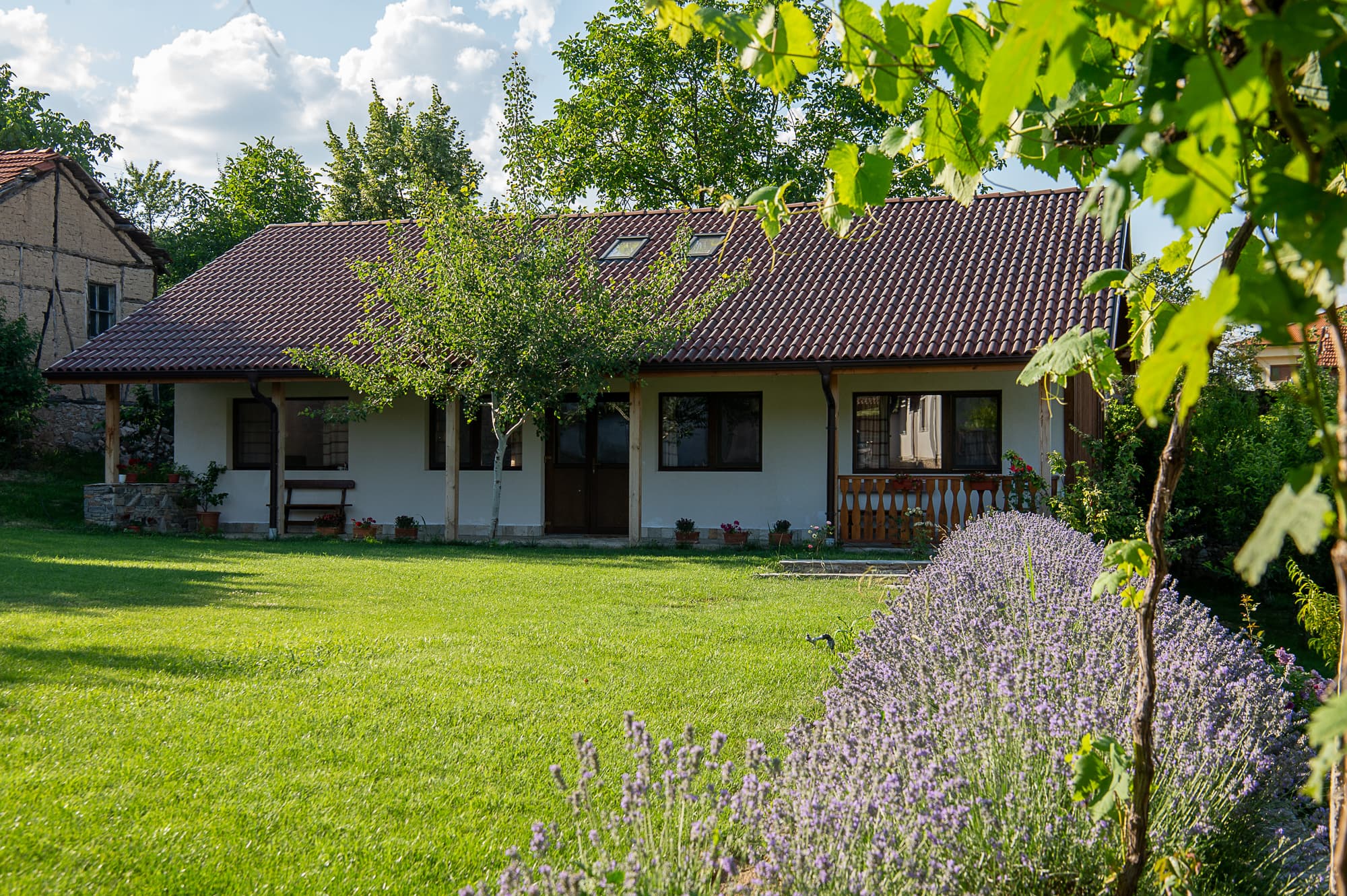 Lawn in June