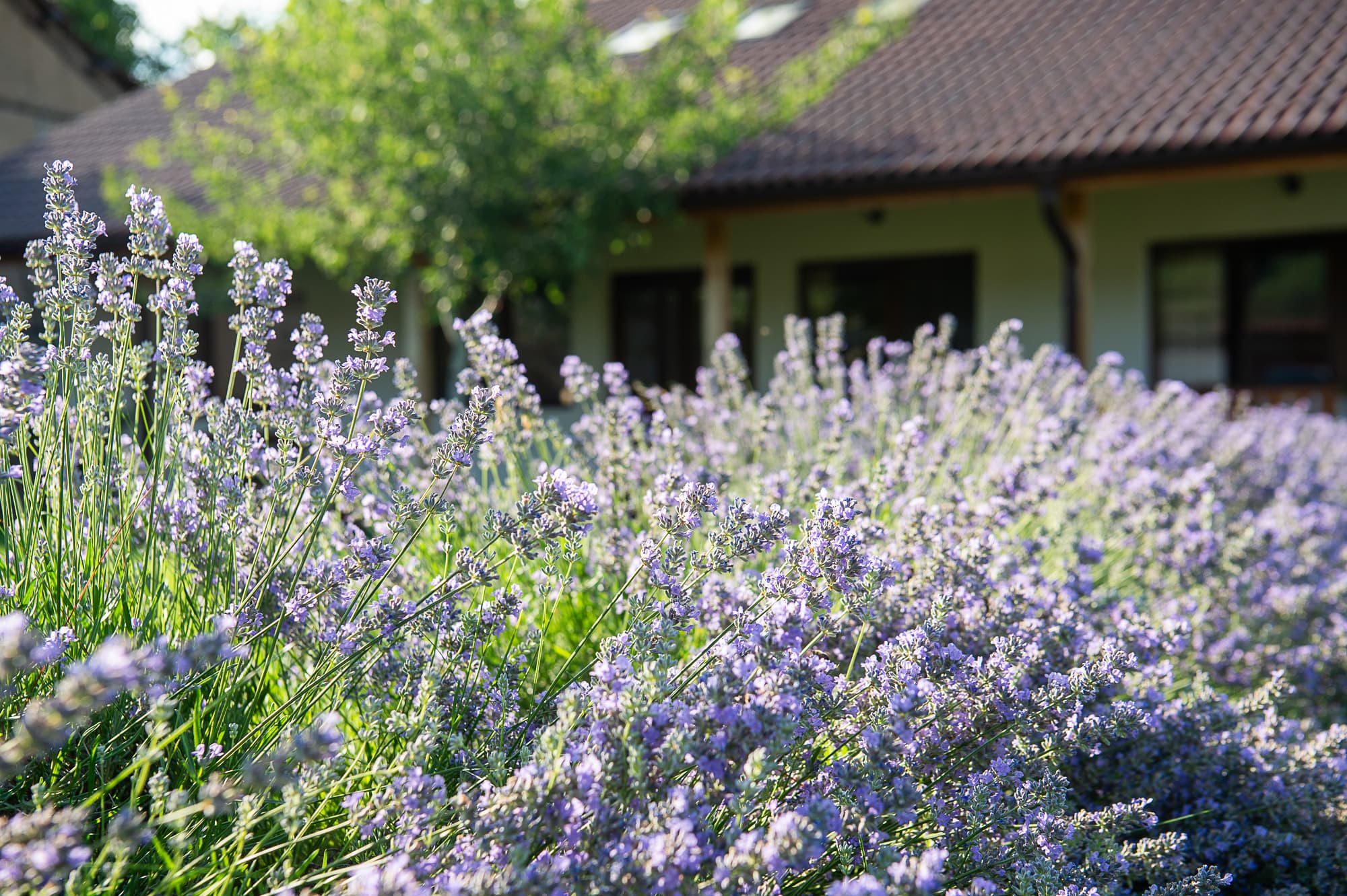 Lavender season 