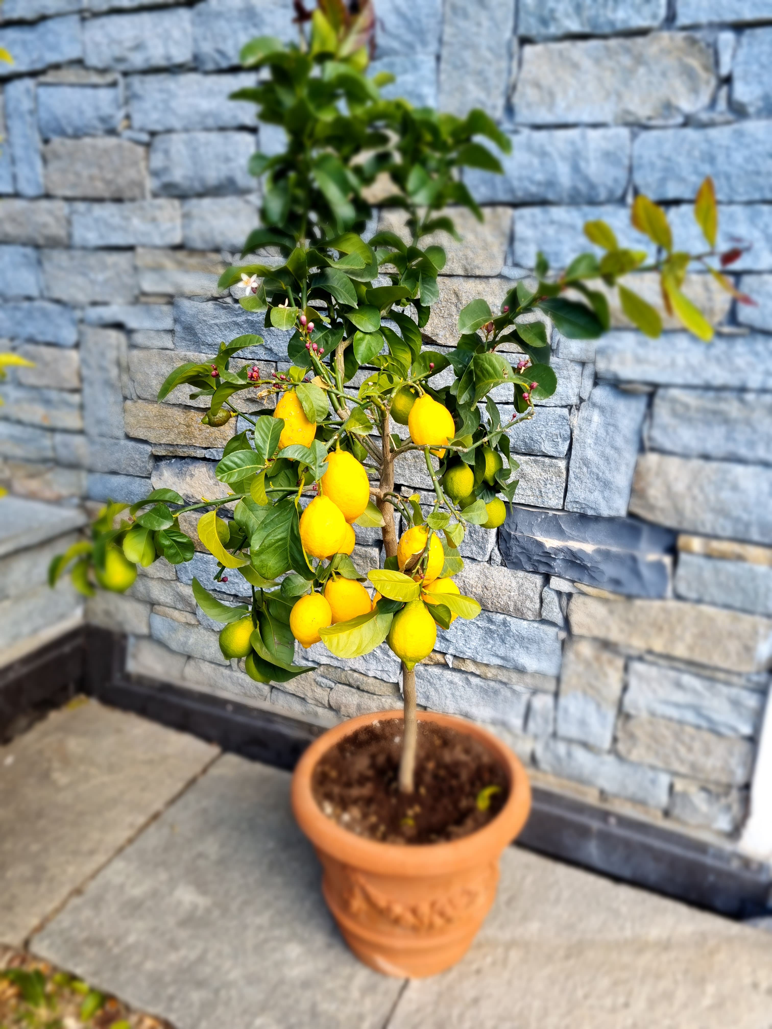 Our lemons