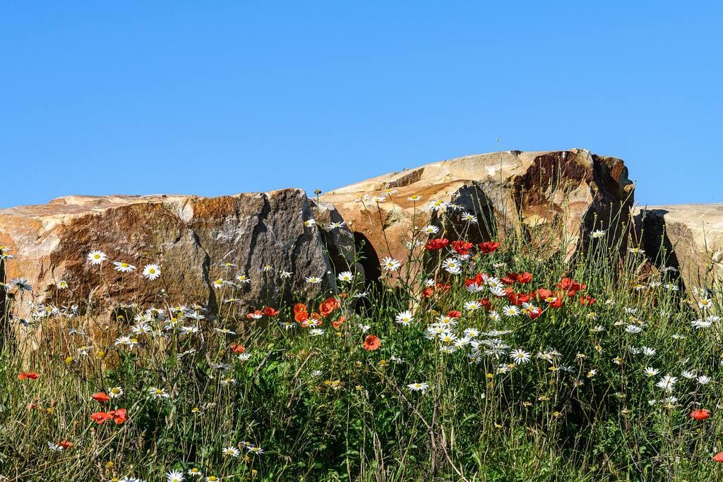 Wild flowers growing in the gardens
