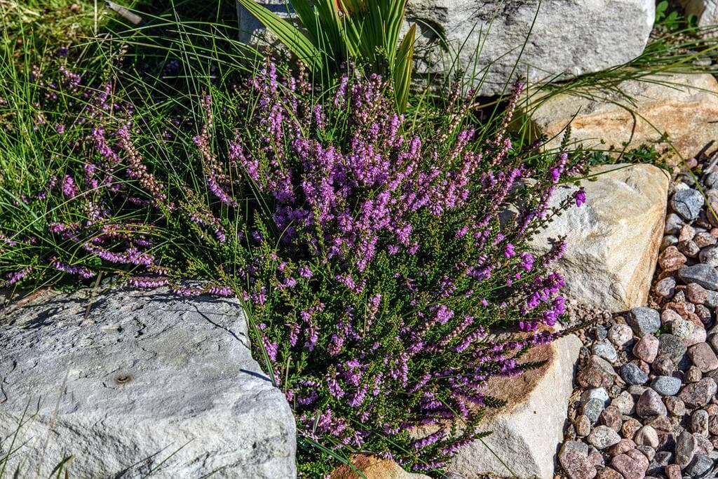 Heather in the gardens