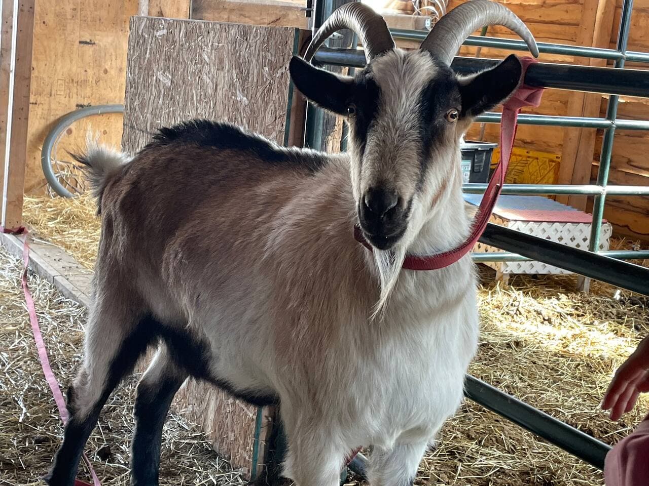 Meet “Billy” the goat.