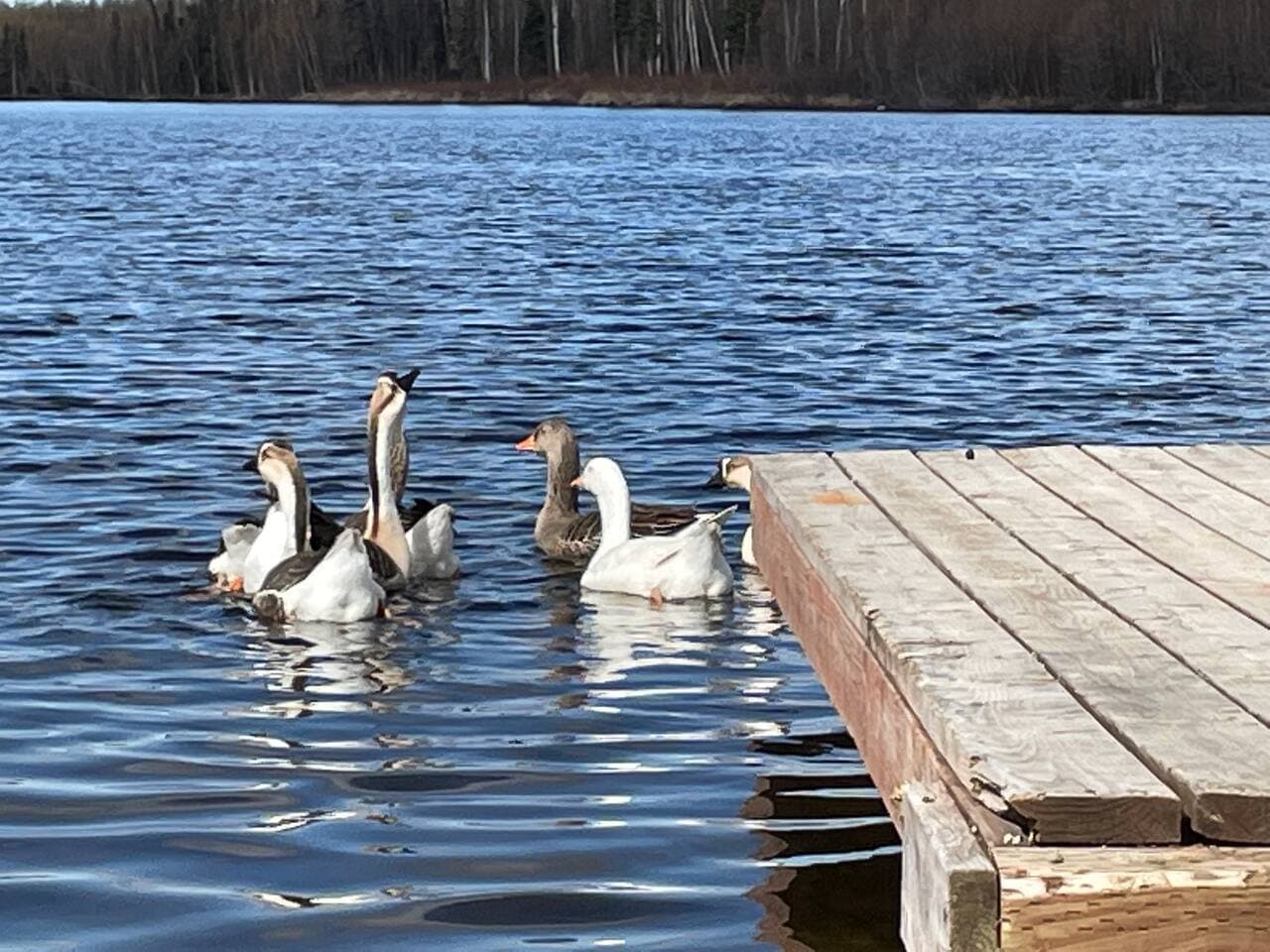 Geese enjoying the lake