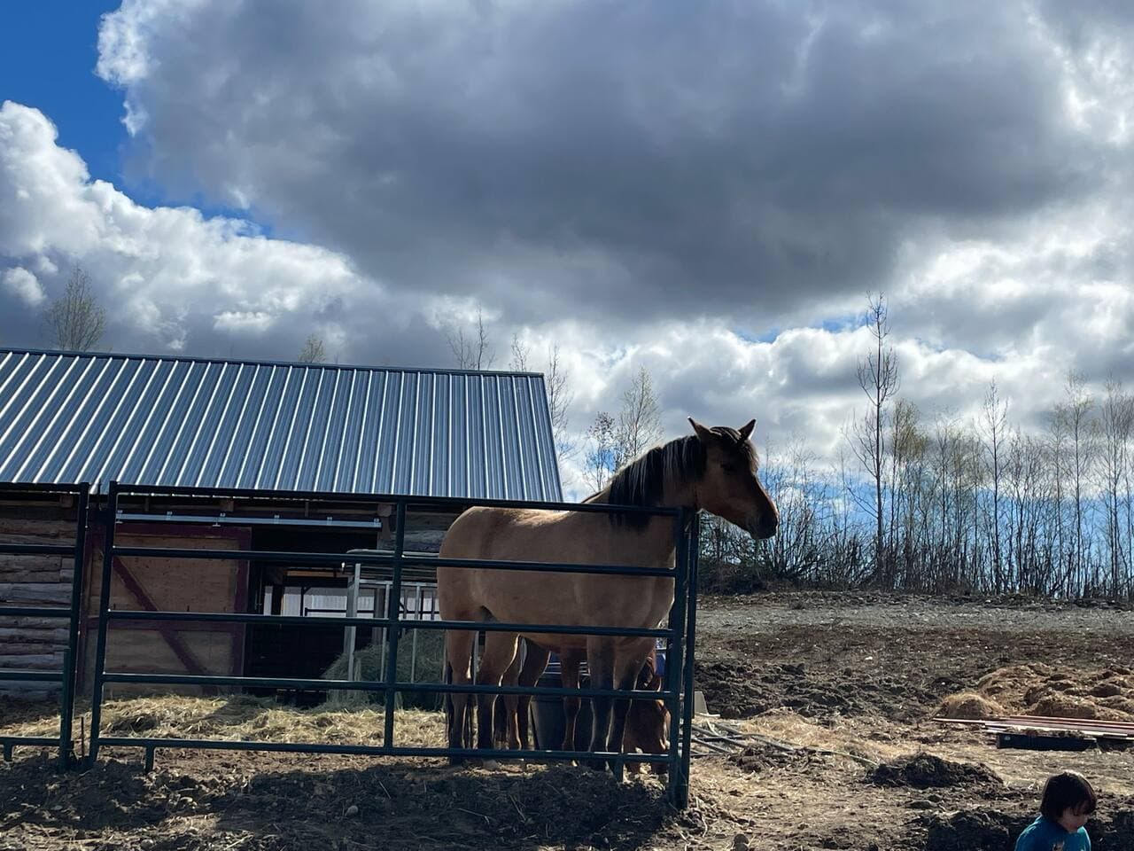 Come and visit our horses 