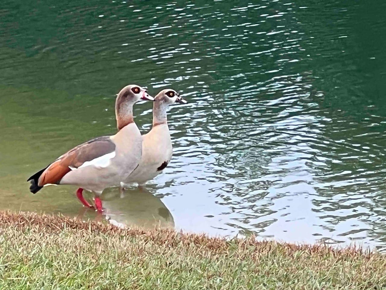T’is the season for the Egyptian goose migration. These are beautiful birds who spend quality time on our lake for several months in the year. They’re voracious eaters and sometimes noisy but amazing to see!
