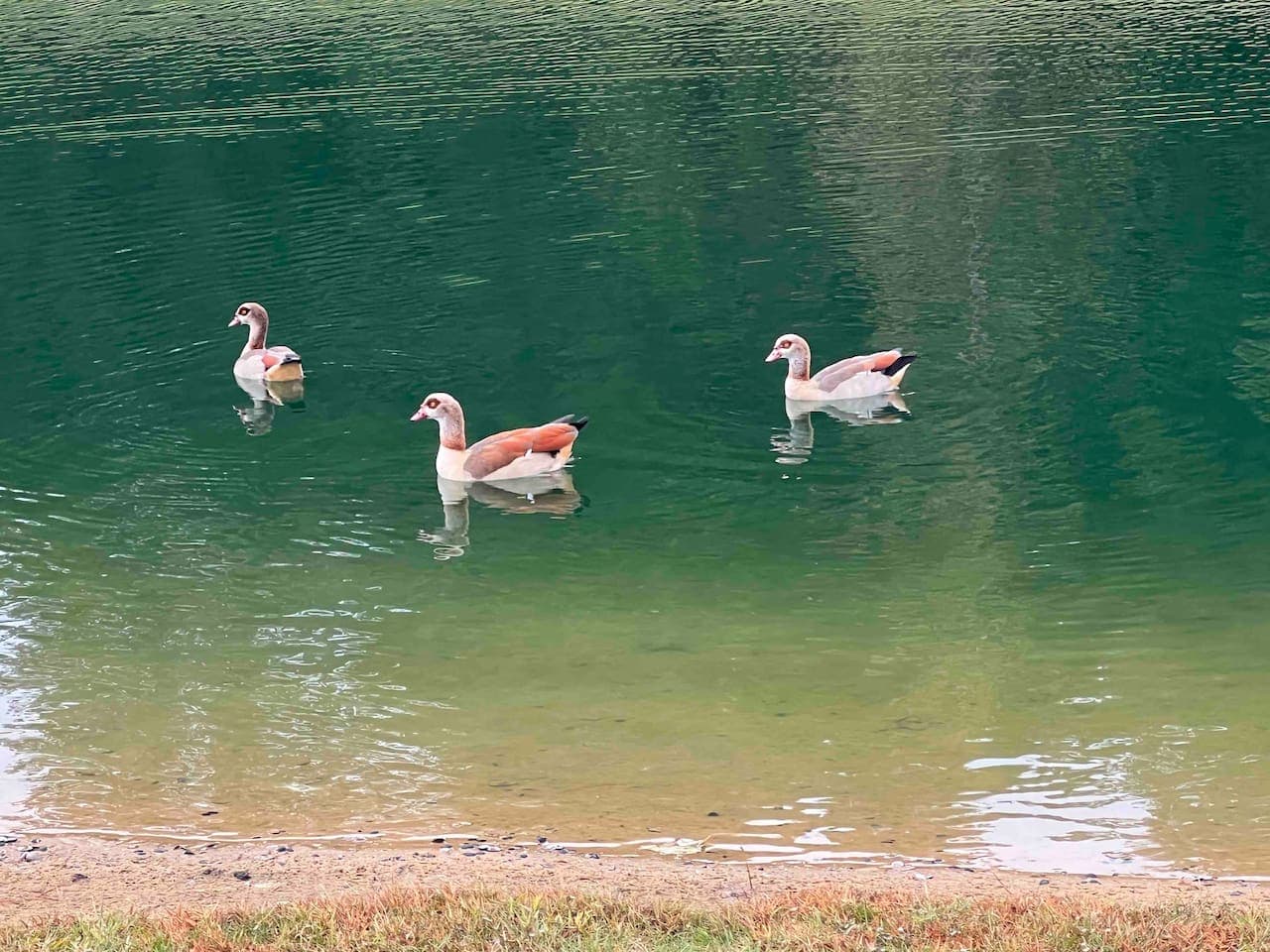 Another lovely picture of these gorgeous geese on the lake. P.S. They’ll get highly offended if you call them “ducks” 