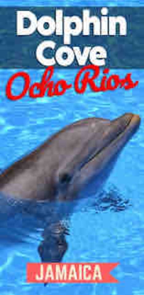 Swim with the dolphins - less than three miles away from our penthouse