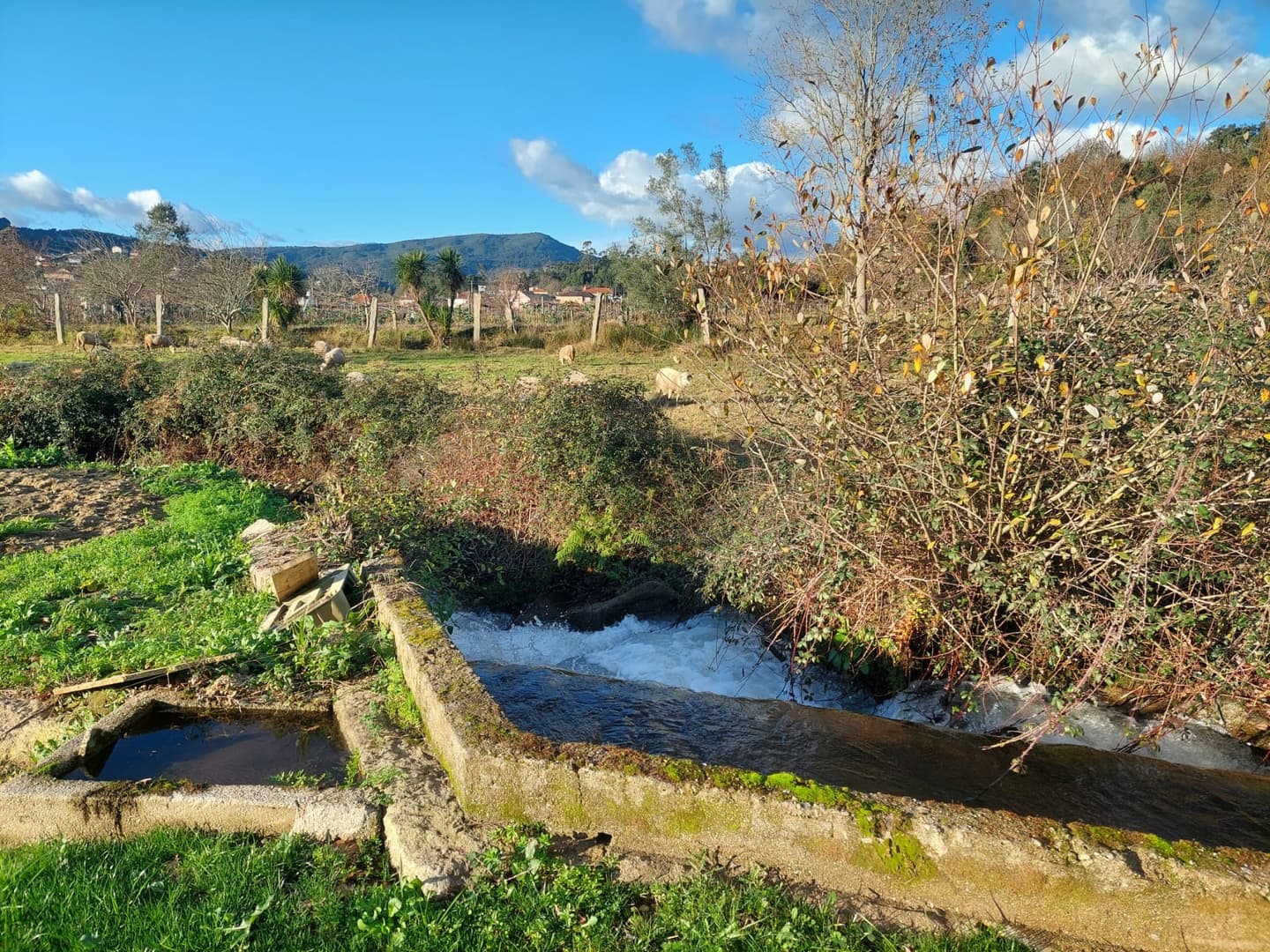 Gallery Image 13