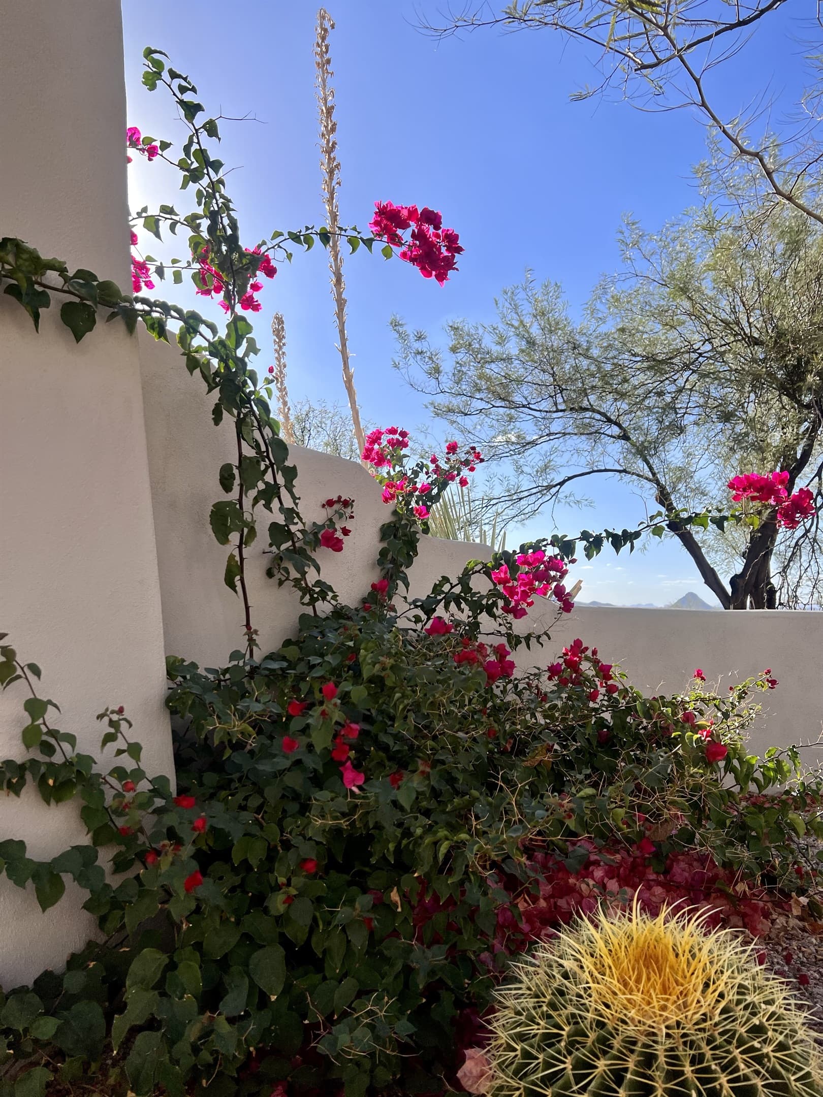 Landscape professionally designed to have something blooming almost year round. What will be in bloom when you arrive?!