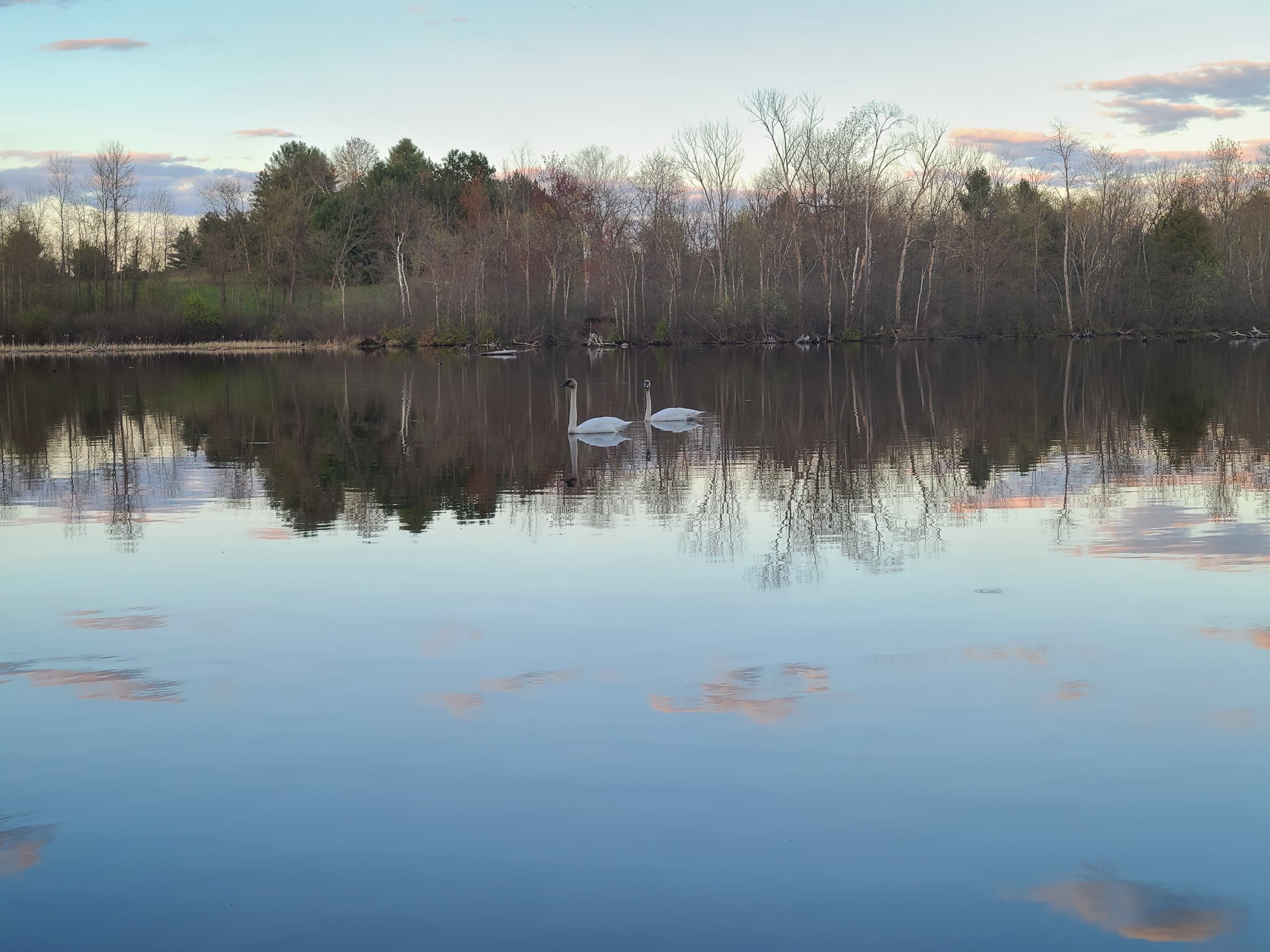 Unwind by the tranquil lake at dusk, where swans glide gracefully and the sky paints a stunning sunset. This peaceful retreat is ideal for nature lovers seeking a serene escape!