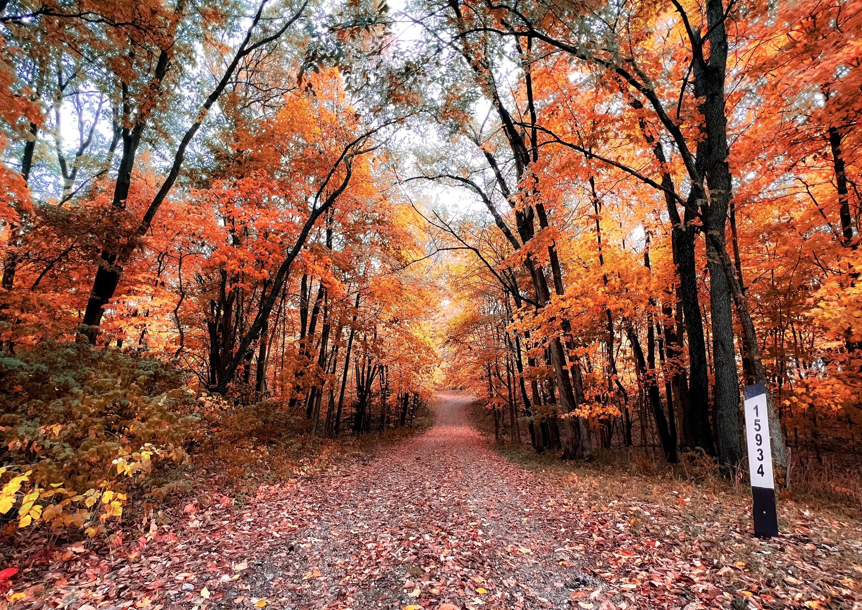 The Hidden Grove "Driveway"