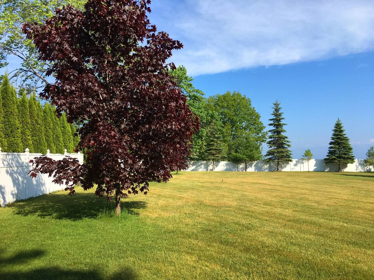 Huge fenced yard with plenty of open space