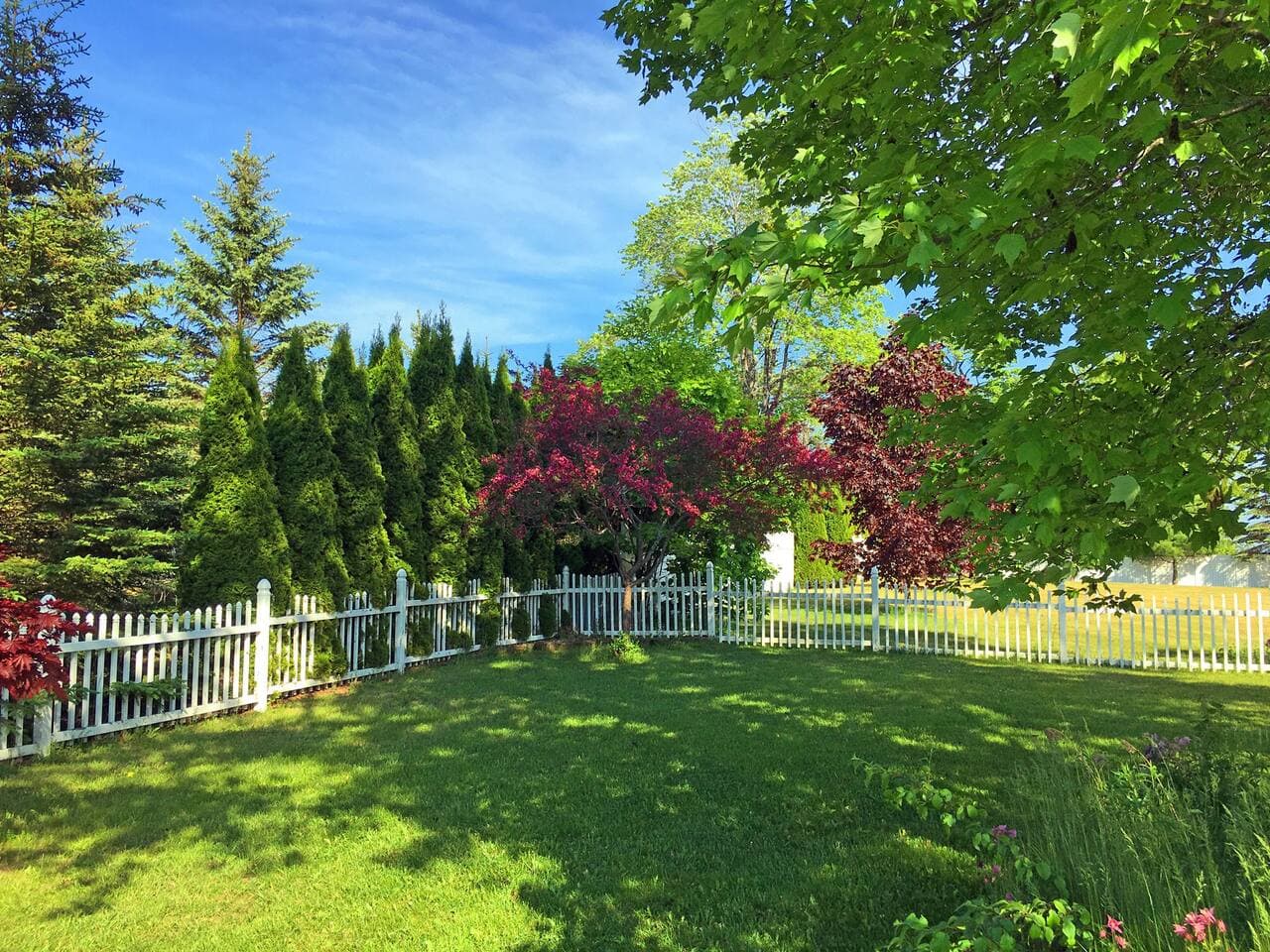 Mature Trees