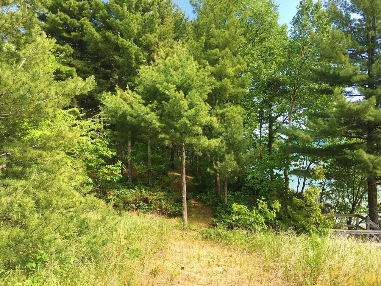 Beautiful mature trees