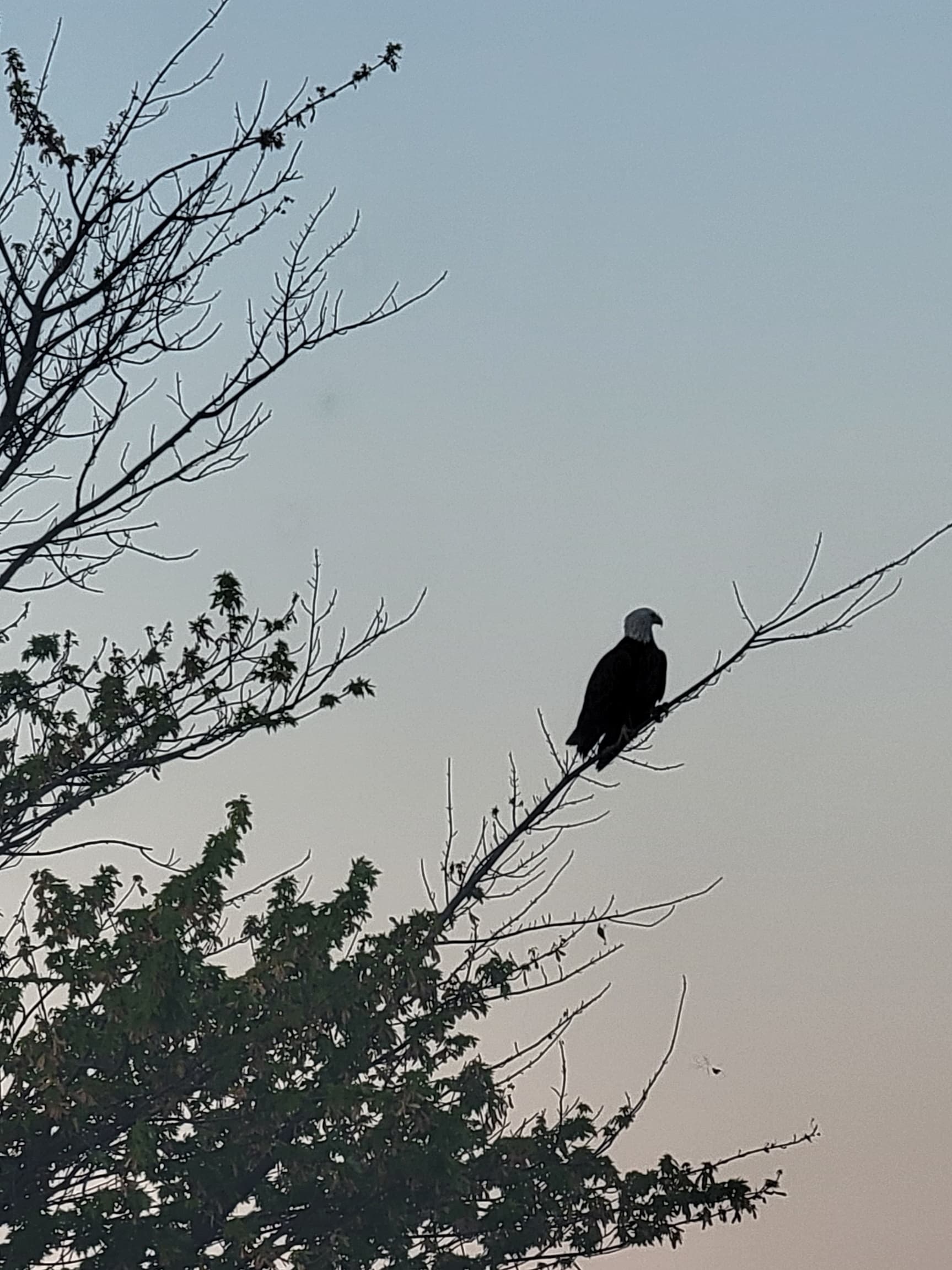 Bald Eagle perch close to the house